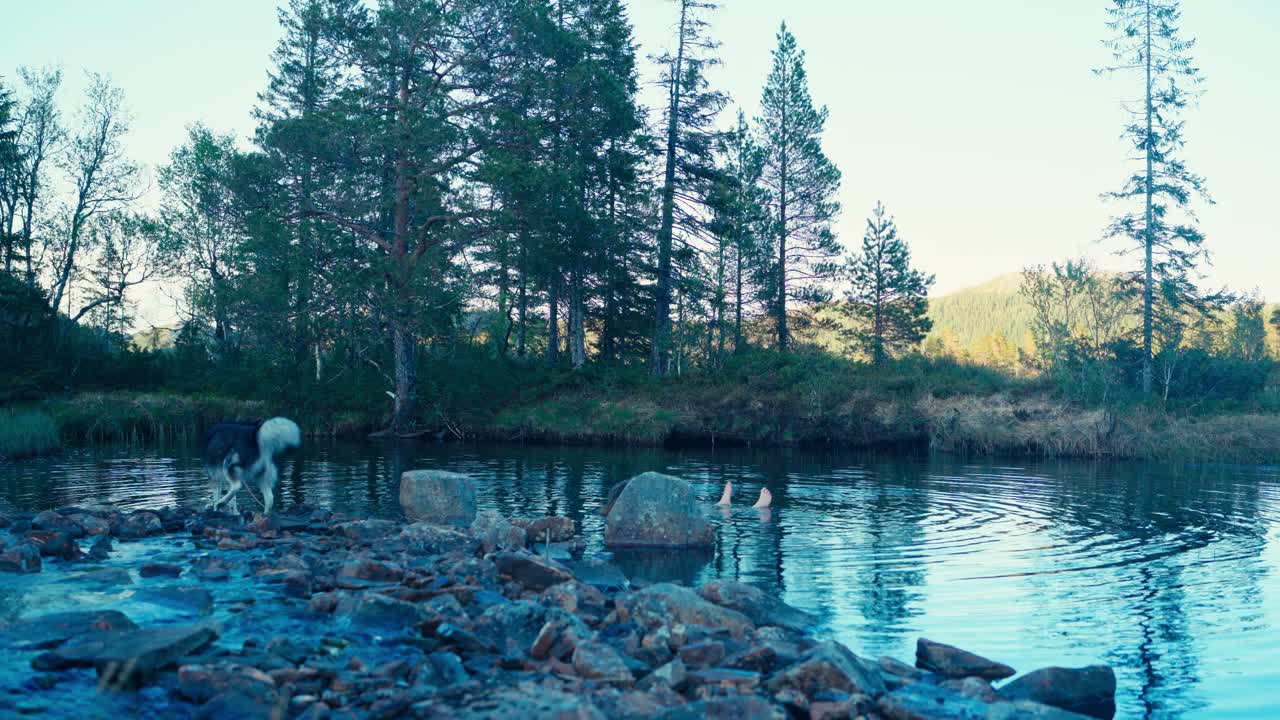 Mies ja hänen koiransa pulahtamassa puroon – staattinen kuva.