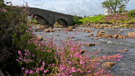 pink heather flowers move in the breeze along a rocky riverbank, with an old stone bridge and lush green landscape under natural daylight