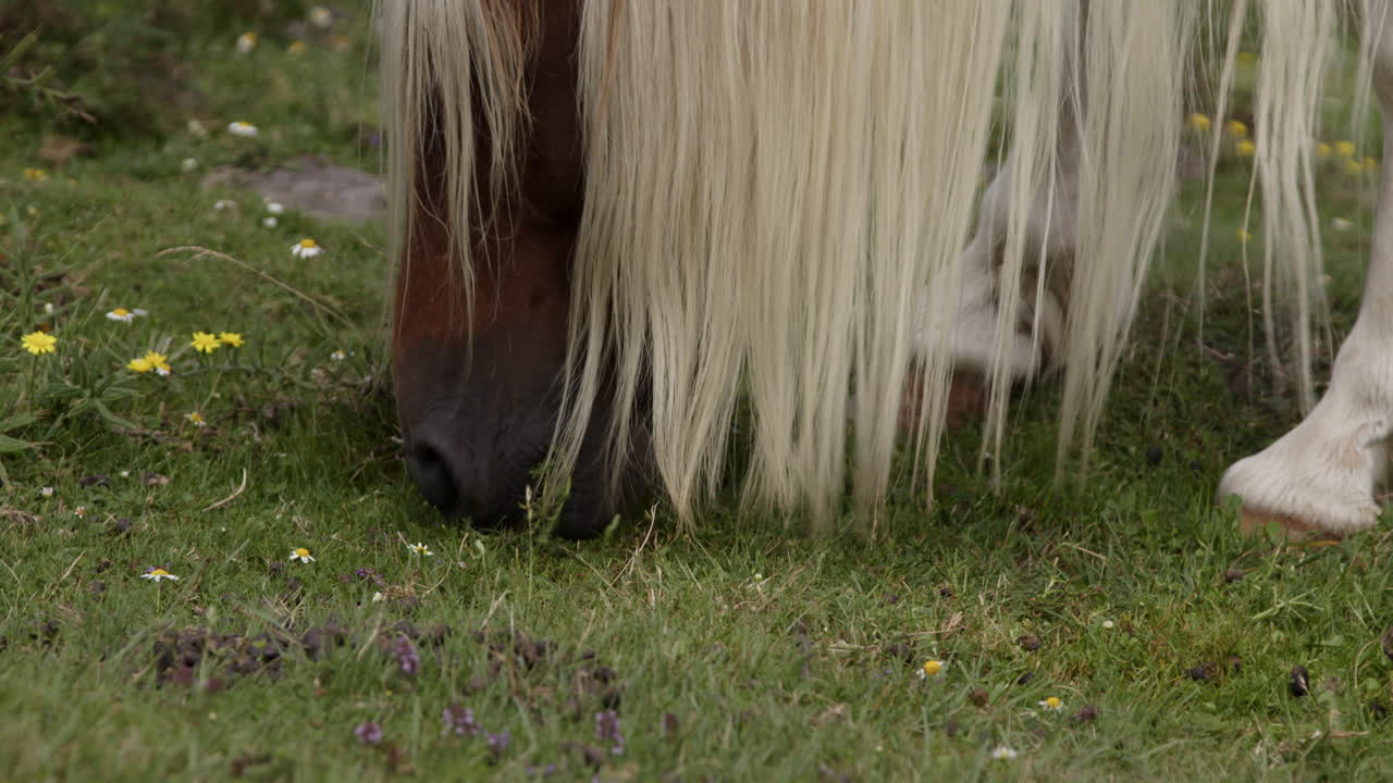 caballo pastando en un prado