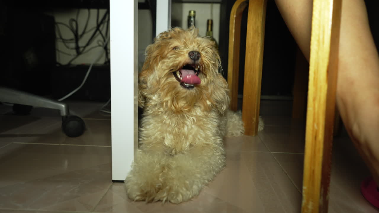 혀를 내밀고 있는 코카푸 강아지