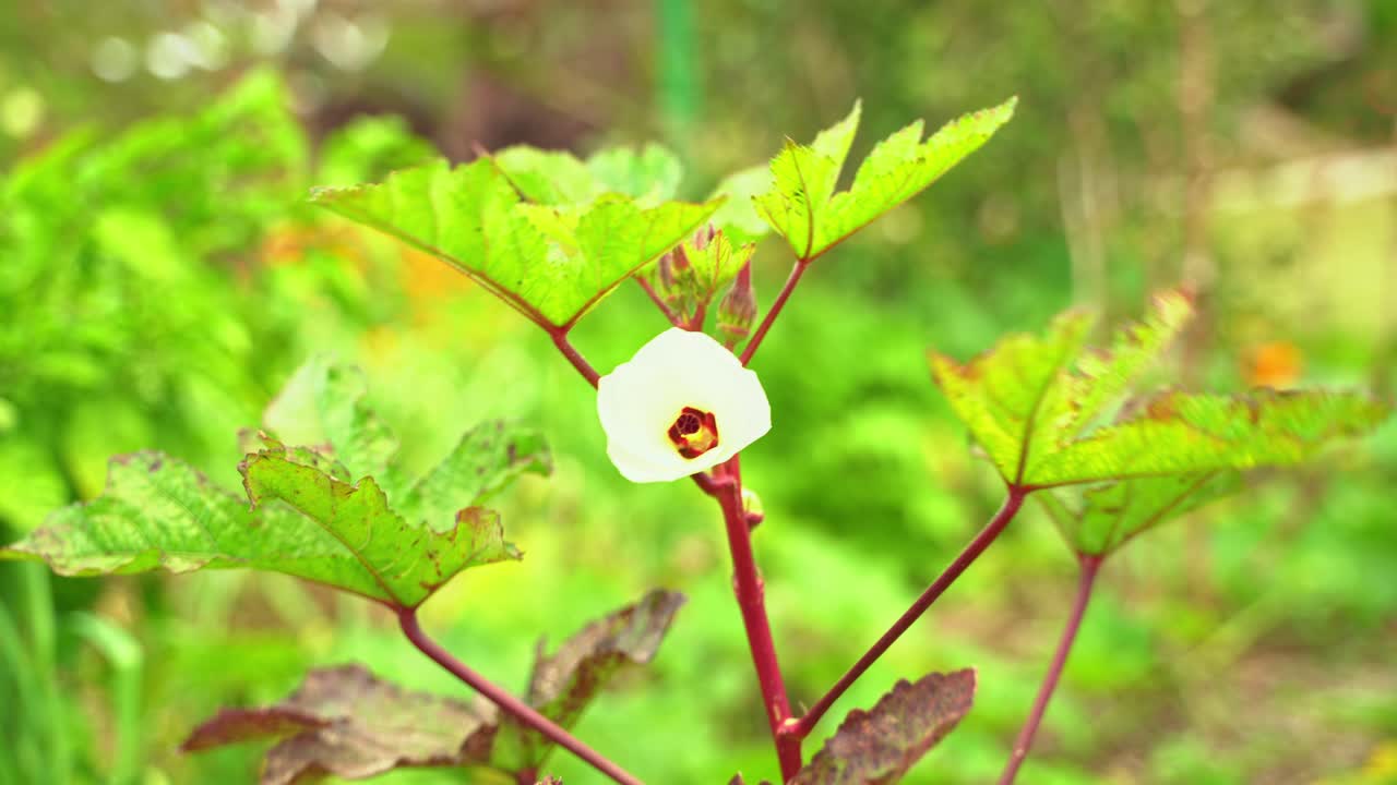 una buena foto de la flor de okra florece una planta de verduras produce un cultivo vegano para cocinar y beneficios para la salud