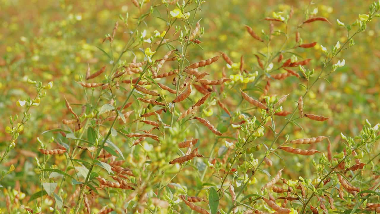 Primo piano di baccelli di semi di pisello piccione in maturazione su rami sottili, che mostrano baccelli marroni maturi, foglie verdi e un leggero movimento dovuto al vento attraverso il campo.