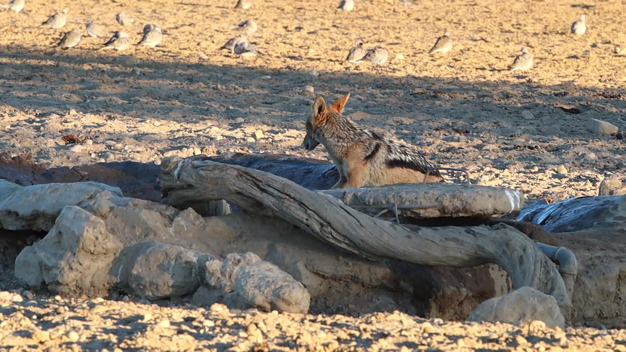 사람이 만든 칼라하리 급수 구멍에서 검은 등 자칼 음료 경고
