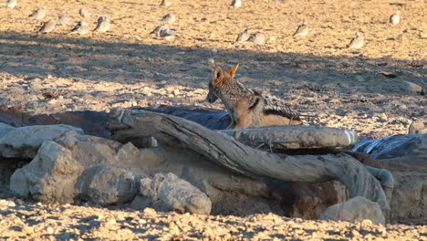 alert black backed jackal drinks from man made kalahari watering hole