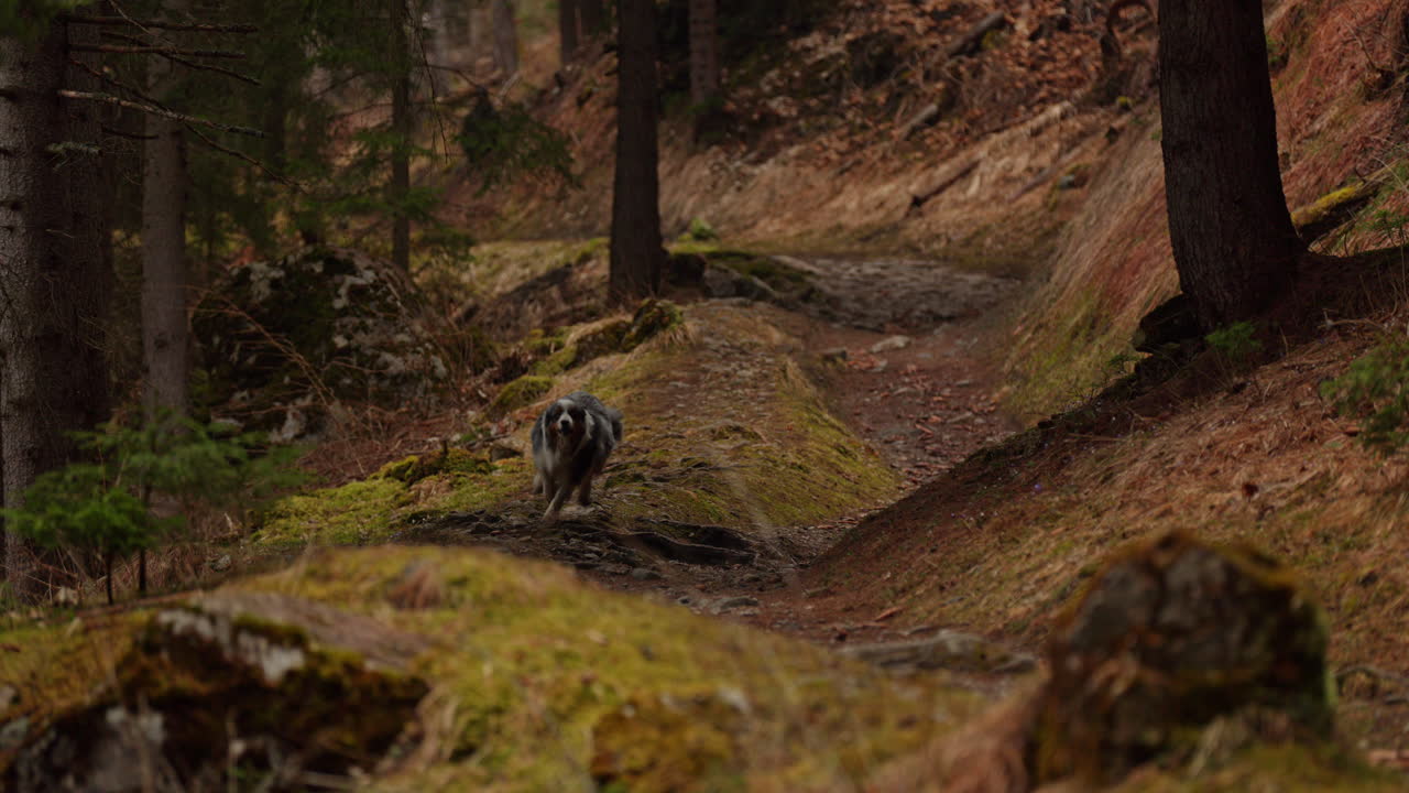 Australian Shepherd exploring a lush mountain forest, walking through trees and sunlight, capturing the spirit of adventure and nature.