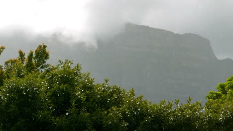 Green-trees-in-the-rain