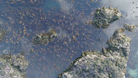 the gentle movement of seaweed swirling in a rock pool from caused by slight tidal movement