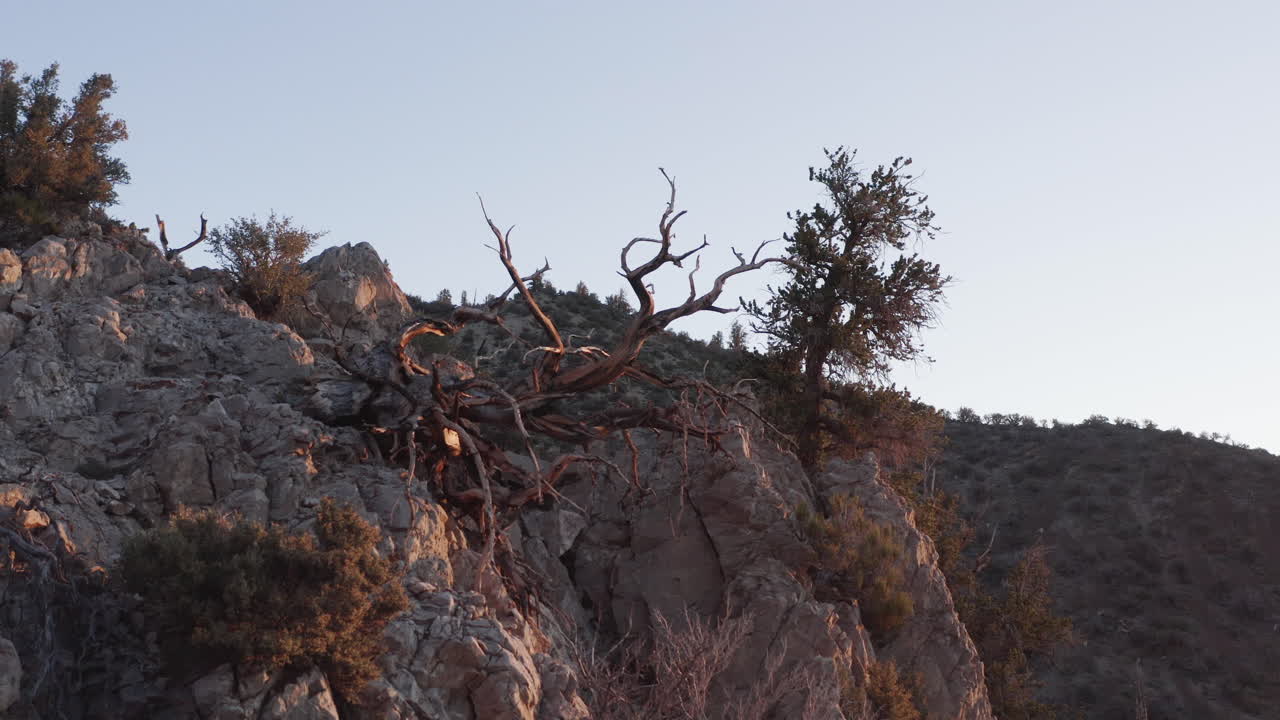Methuselah, one of the oldest living tree in the world in beautiful sunset light. Bristlecone Pine Forest, California, US