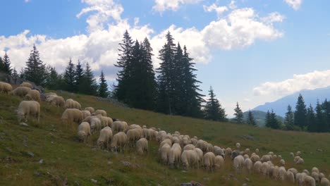 piatra craiului, país de brasov, rumania, transilvania 4k