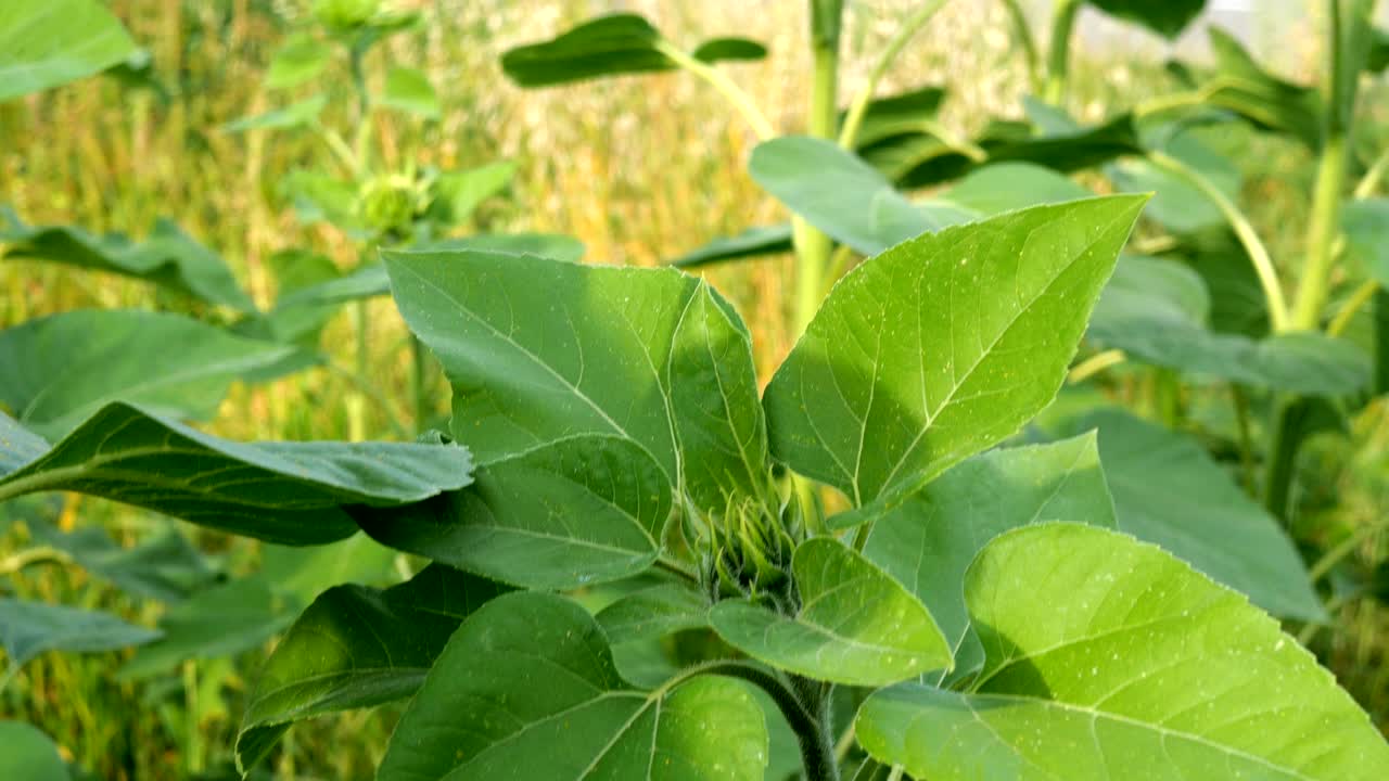 cultivo de girasol, helianthus annuus. brote verde sin soplar de girasole con hojas verdes.