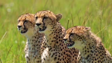 Slow-Motion-Shot-of-Group-of-Cheetahs-together-breathing-heavily-on-luscious-african-plain,-panting-in-bright-sunshine-,-African-Wildlife-in-Maasai-Mara,-Kenya,-Africa-Safari-Animals-in-Masai-Mara