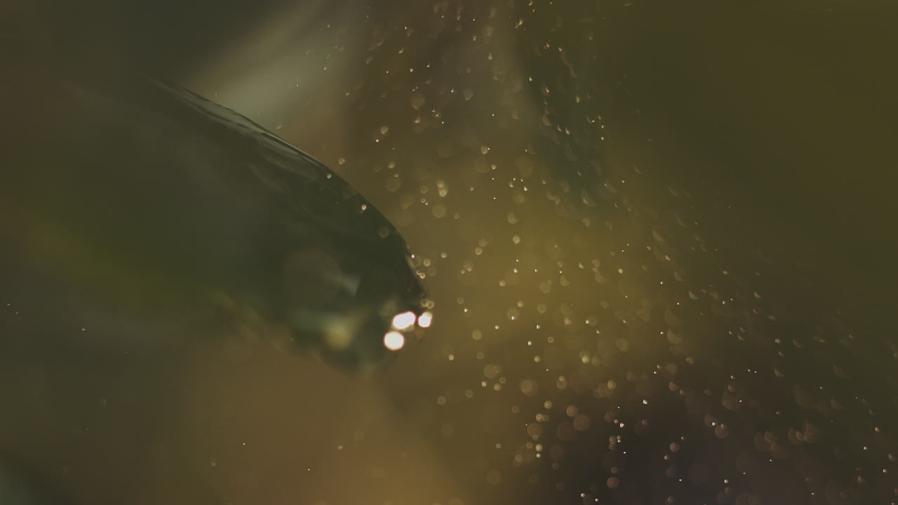 gotas de agua en una hoja