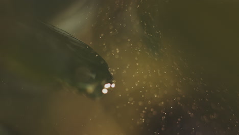 gotas de agua en una hoja