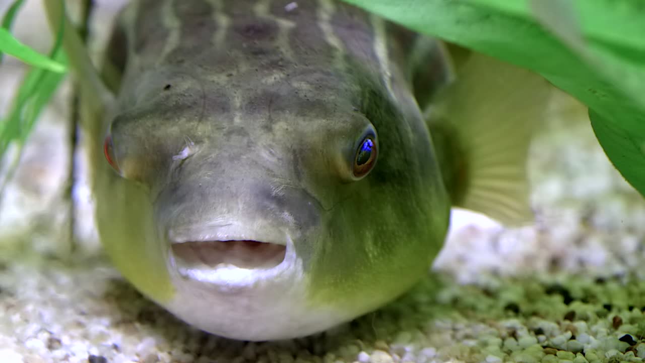 Puffer fish (Tetraodontidae) lying on river bed motionlessly, colorfull eyes. Front view, ground level and close up footage