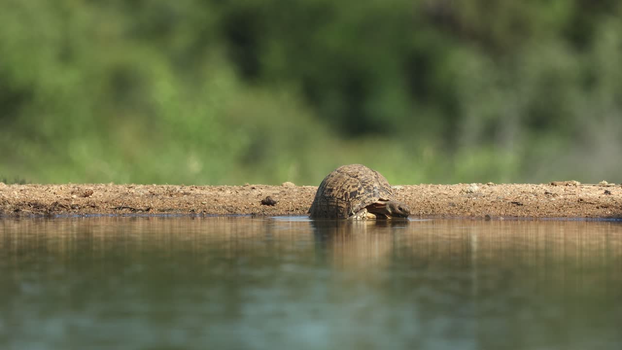 Wide shot of a leopard tortoise drinking at the edge of a waterhole with a blurred background full of trees. Filmed from a low angle in the Greater Kruger