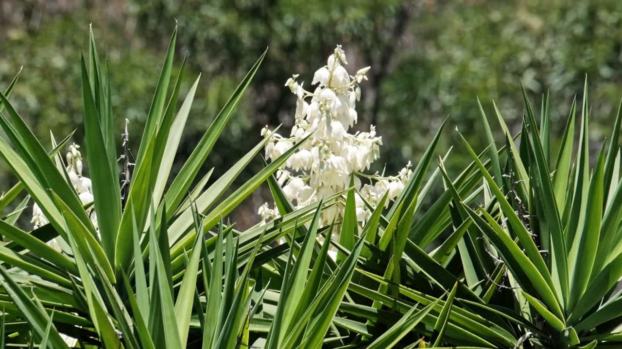 Cactus palm with a large white bunch of flowers blowing in the wind