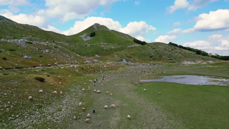 summer pastures on a mountain