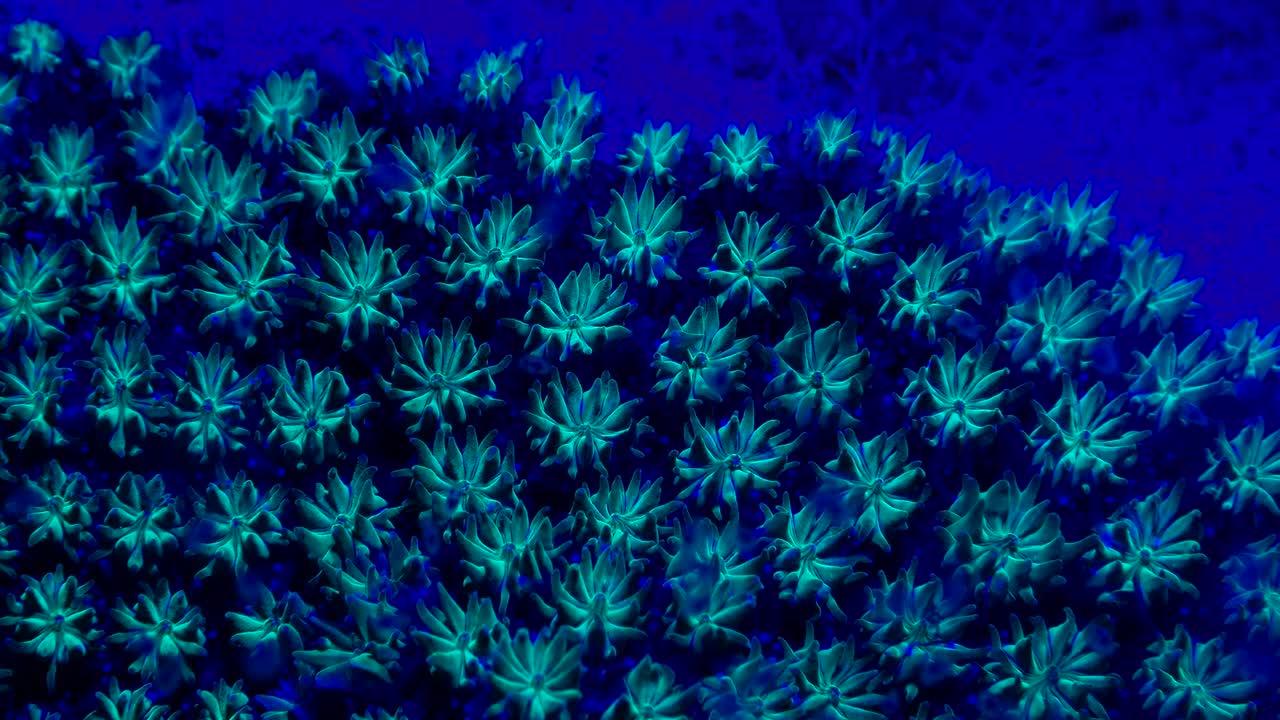 coral azul fluorescente en la noche
