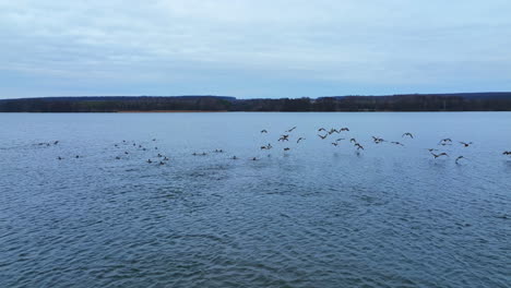 part of birds flock takes off into air, another half stays floating. mallard ducks dwelling on the river on autumn season.