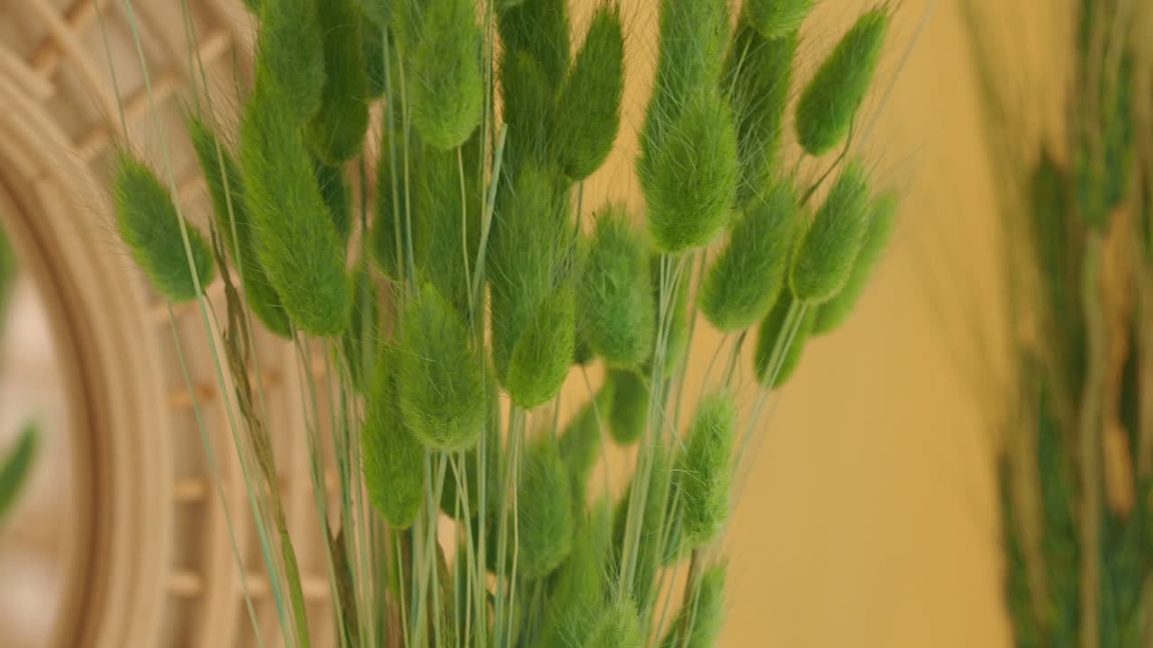 Close-up of Decorative Green Grass