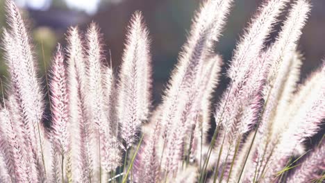 beautiful glowing grass flowers glowing in the sun on a calm windy day -close up