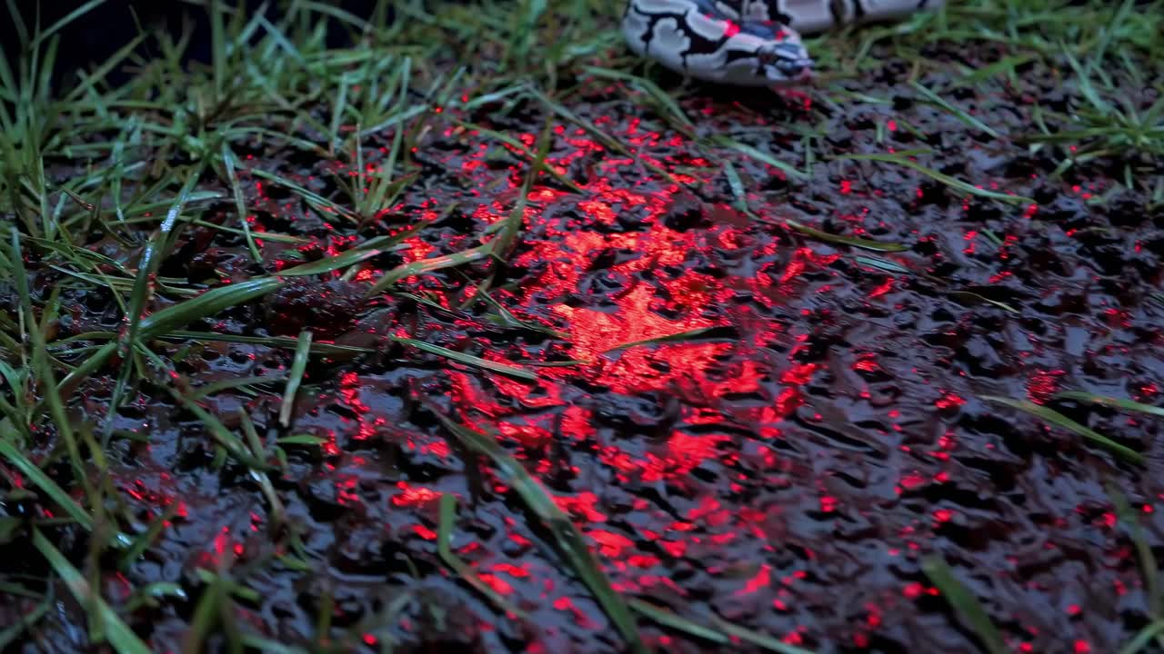 Low-angle video shot of a colorful snake on wet grass, illuminated by red light, creating a dramatic