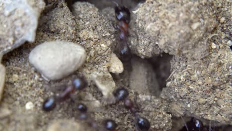 ants running to their anthill. morning sunlight. ant community. extreme macro close up shot.