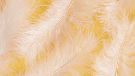 close-up of light beige feathers