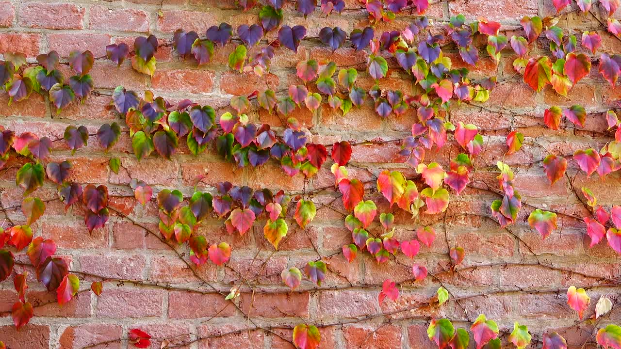 Edera sul muro di mattoni della casa. Riprese in autunno