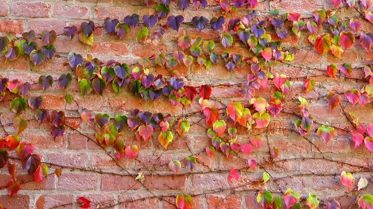 Edera sul muro di mattoni della casa. Riprese in autunno