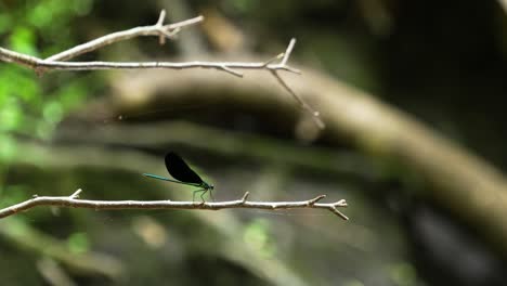 에바니 글링 (ebony jewelwing) 은 플로리다 숲의 크리크 스트림 (creek stream) 위의 가지에 휴식을 취하고 있습니다.