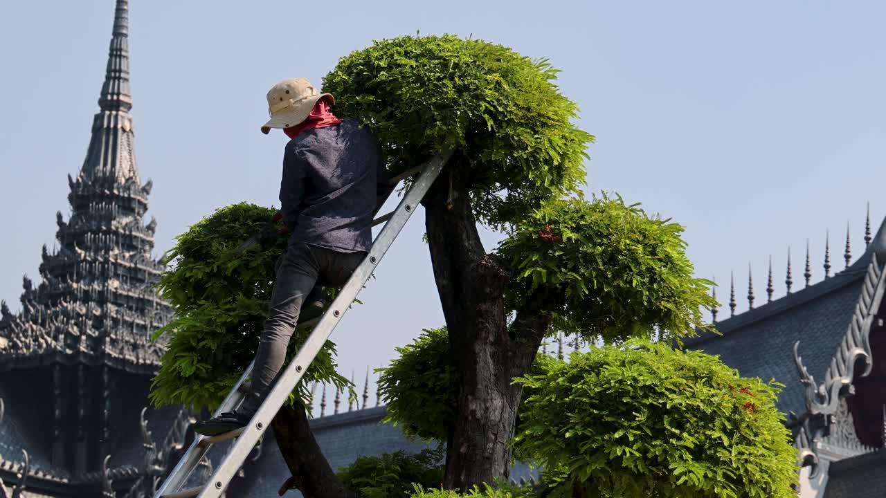 나무 를 가위 로 신중 히 형성 하는 사람