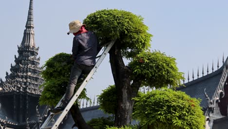 person meticulously shaping trees with shears