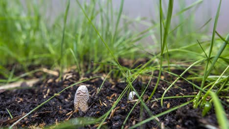 Shaggy-mane-mushrooms-growing-in-grass,-low-angle-time-lapse