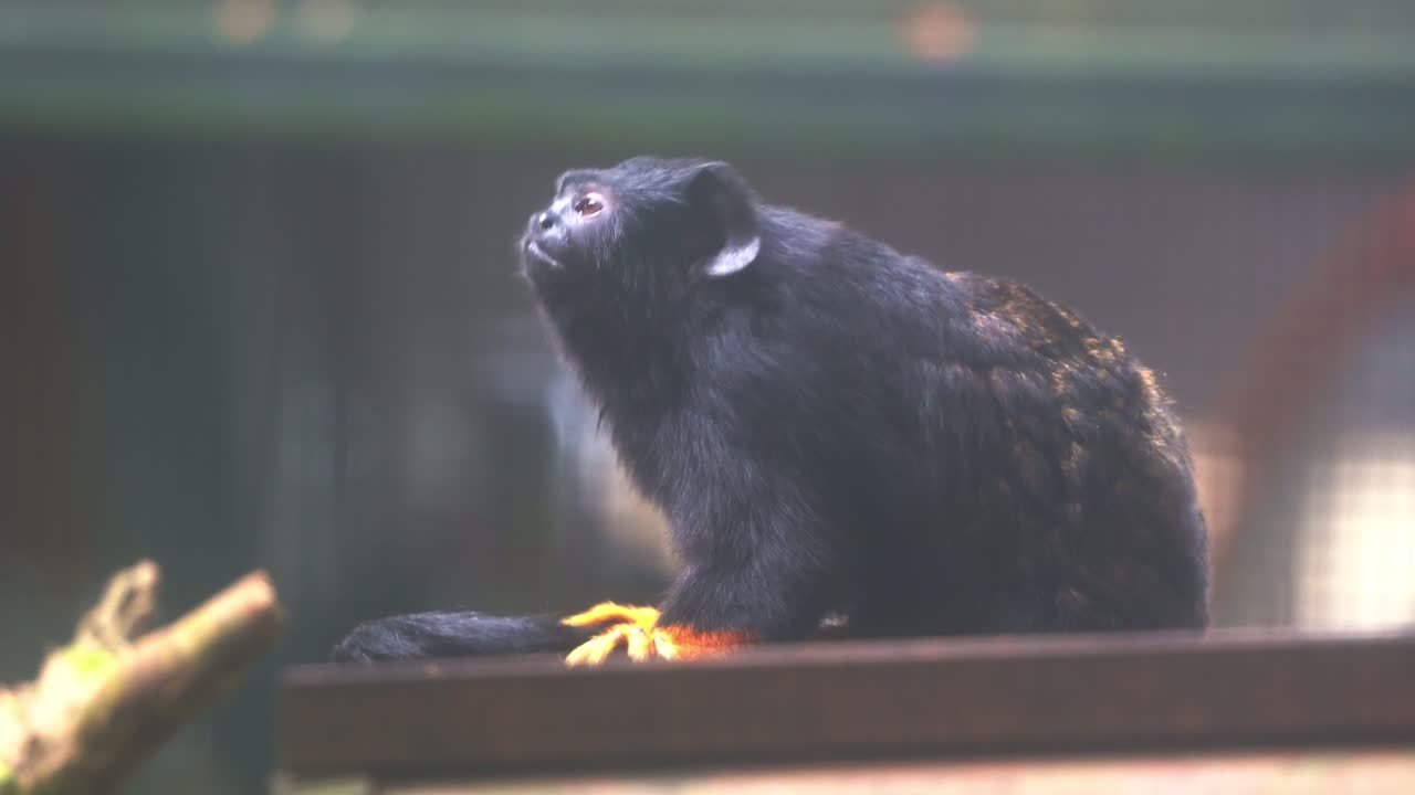 fotografía de cerca de un tamarín de manos doradas, saguinus midas en cautiverio, preguntándose por su entorno