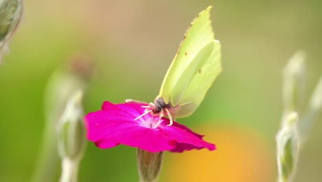 macro closeup of lemon butterfly feeding on a vibrant rose flower with purple petals digging in deep with its tongue and flying away with a super smooth blurred out of focus bright natural background