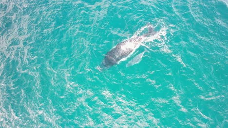 humpback whale mother and calf blowing water in ocean