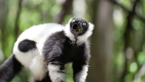 madagascar lemur_lemur rufo blanco y negro comiendo fruta