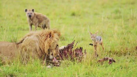 slow motion shot of male lion feeding on a kill while other animals try to steal, scavenging african wildlife in maasai mara national reserve, kenya, africa safari animals in masai mara