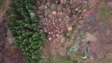 aerial shot of dense pine and birch forest in autumn - fly up