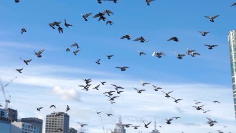 flock of pigeon flying over head