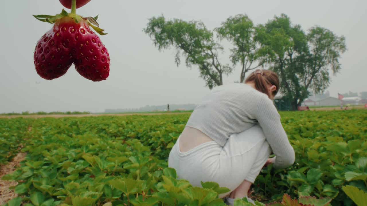 unique shape of a strawberry looking like a heart or ass next to a beautifull girl ripping fruits on a farm