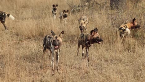 large pack of african wild dogs walking through grass, south africa