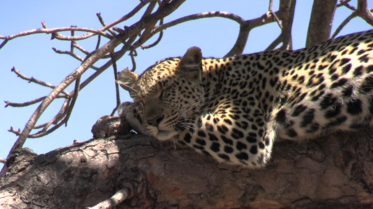 el leopardo descansa en la rama de un árbol en un día caluroso de cerca