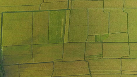 drone video of green and yellow ricefield before harvest time at bali, indonesia