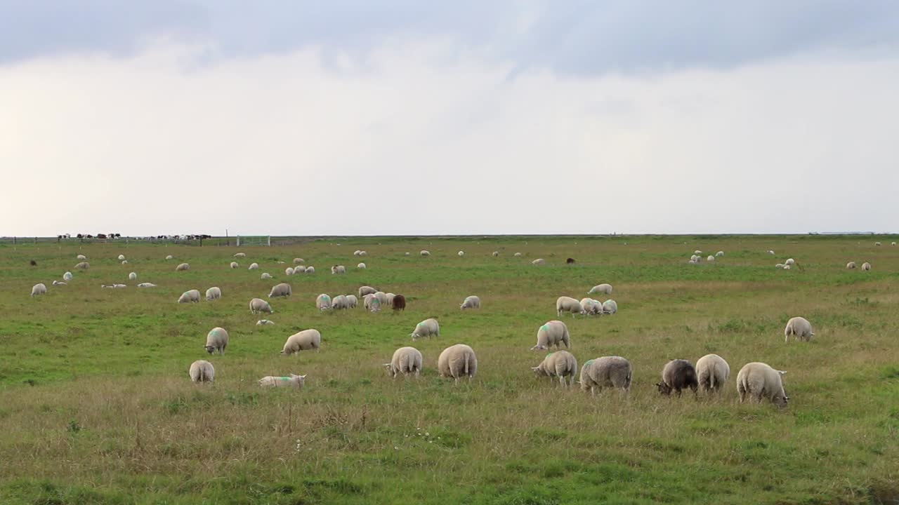 ovejas pastando en pastos junto al mar de wadden