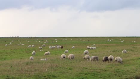 sheep grazing on pasture next to the wadden sea