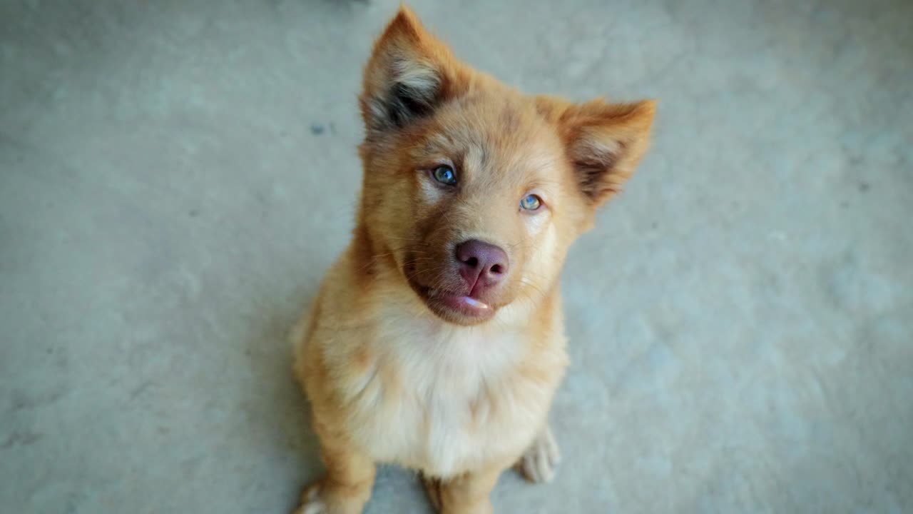 Close up of a Cute and Happy Puppy Dog Sitting and Looking Into the Camera in Slow Motion