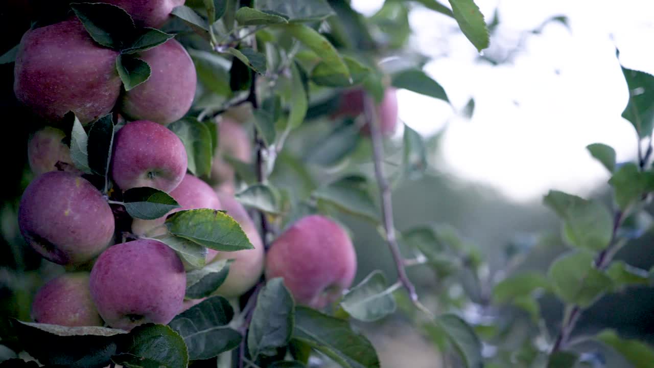 Fresh Red Apples on the Tree