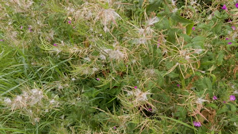 seed pods and hair of the rosebay willow herb growing on a grass verge of a country road